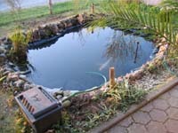 Gartenteich mit Koi und Co.